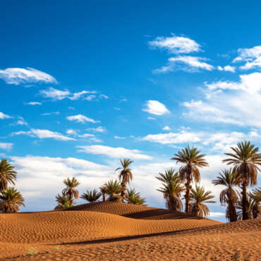 Palm trees in the Sahara Desert near Mhamid, Morocco